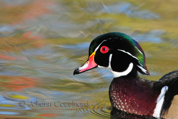 Canards d'automne