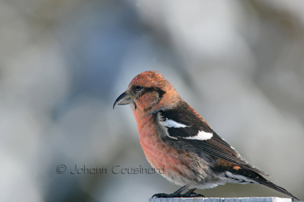 Oiseaux du Québec